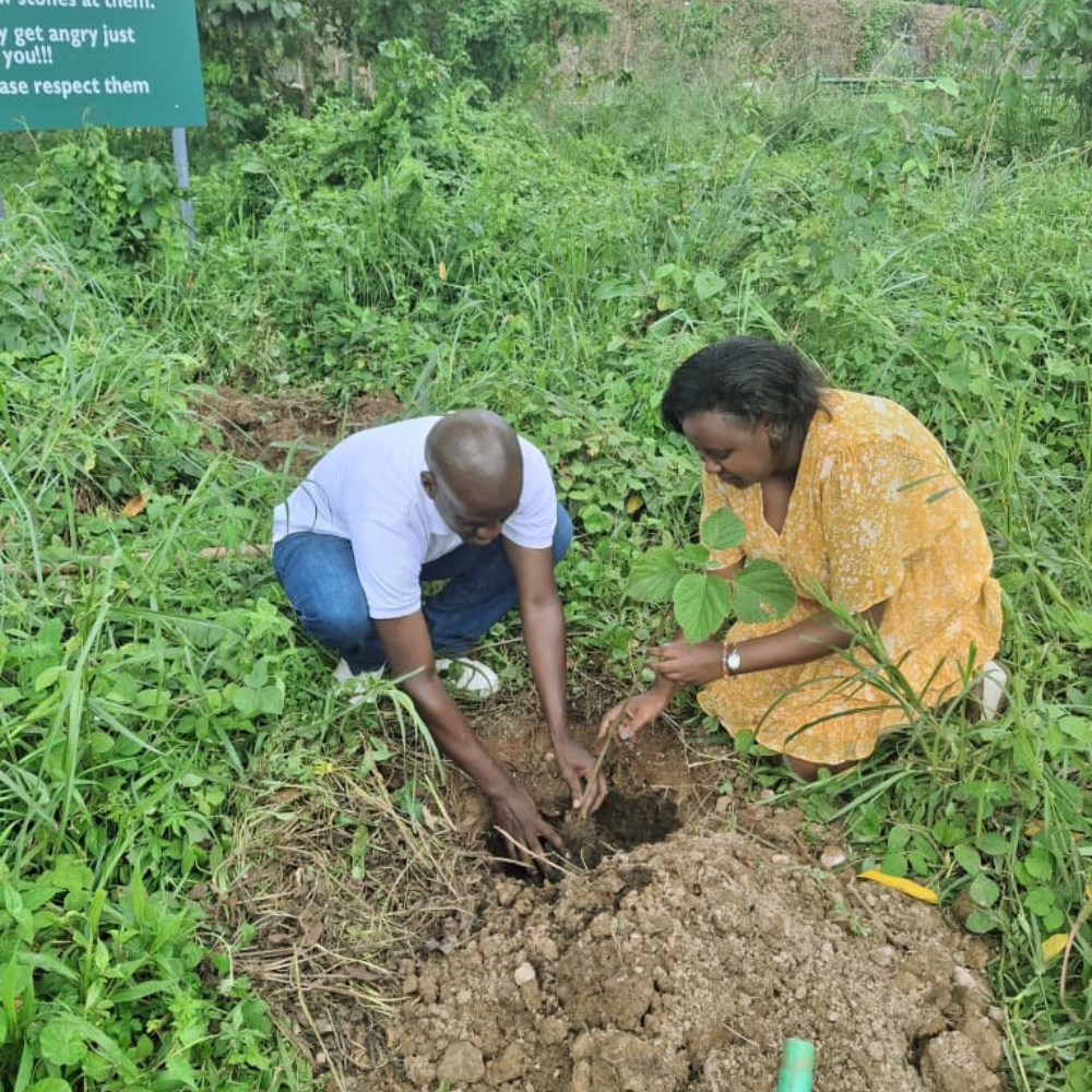 Two people planting an indigenous tree seedling into fresh soil at the Uganda Wildlife Conservation Education Centre in Entebbe.