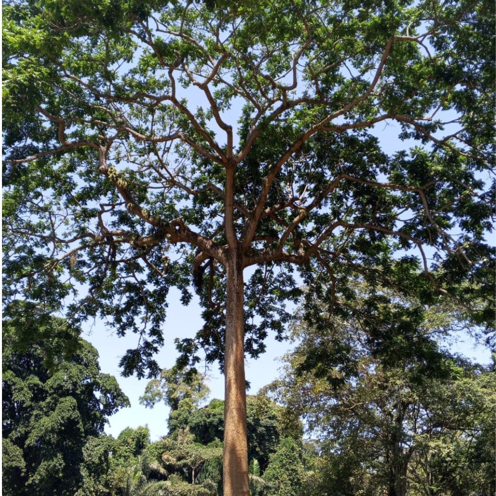 Entebbe Botanical Gardens